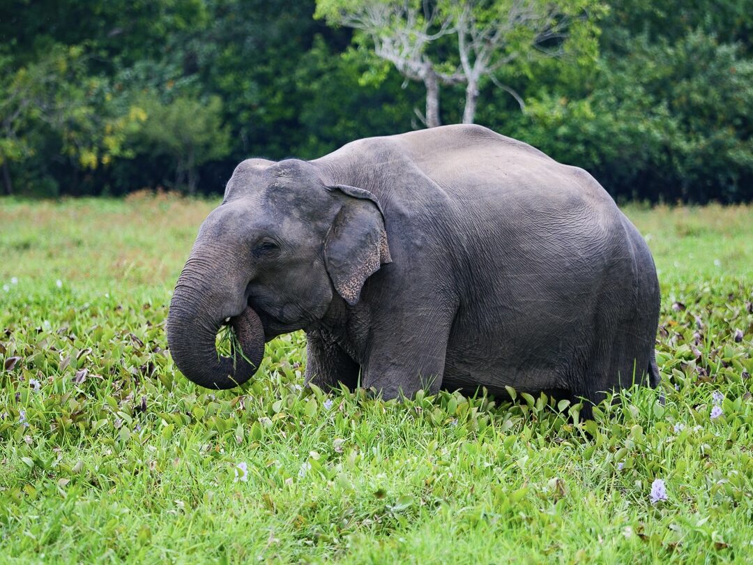 elephant in the jungle